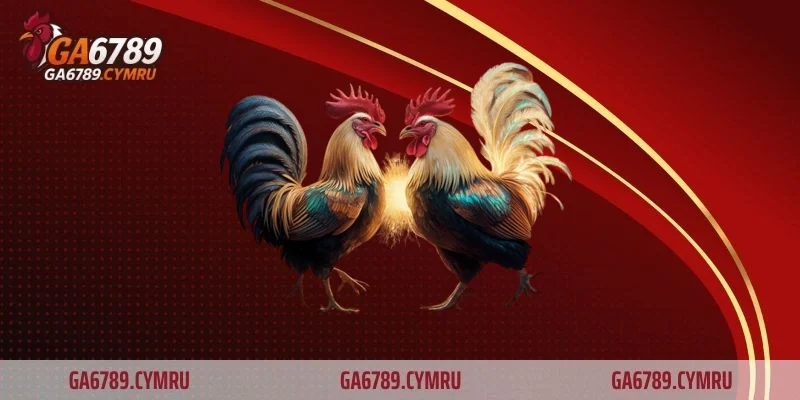 Băng bó đúng cách - cách chăm sóc gà bị cựa hiệu quả