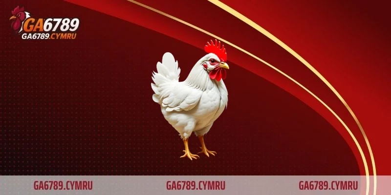 Nền tảng trong cách chọn gà chọi
